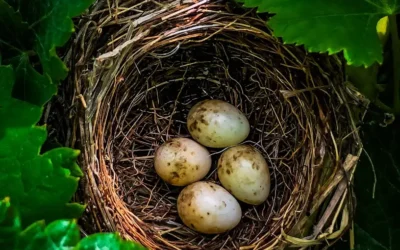 Cultivar para Regenerar: el origen de nuestro camino en Finca Marañuela.