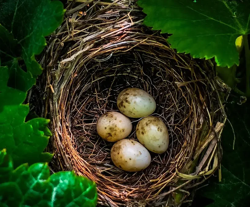 Cultivar para Regenerar: el origen de nuestro camino en Finca Marañuela.