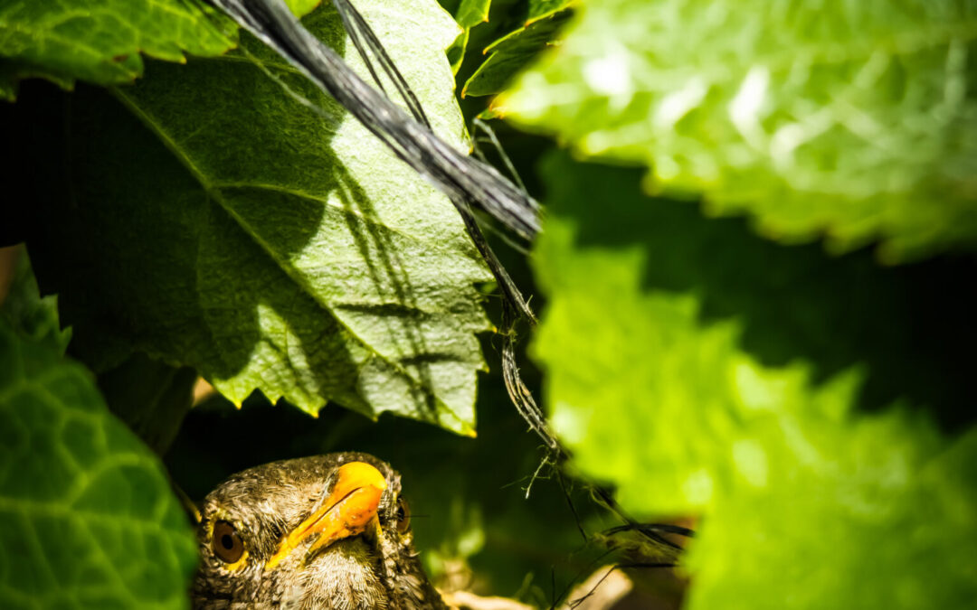 Cultivar para Regenerar: el origen de nuestro camino en Finca Marañuela.